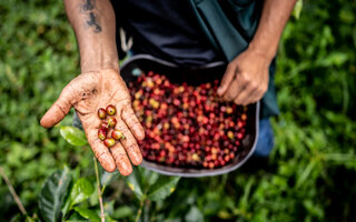 Hände eines Erntearbeiters mit Beeren in der Hand.